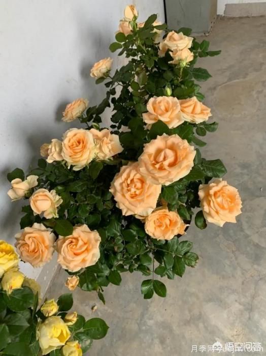 有哪些花友必備的月季花品種可以推薦下？(圖44)