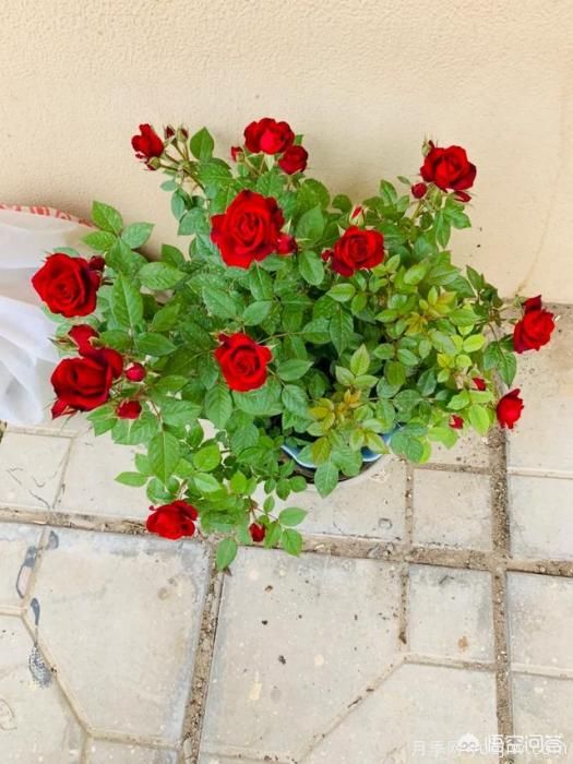 有哪些花友必備的月季花品種可以推薦下？(圖38)