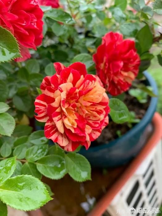 有哪些花友必備的月季花品種可以推薦下？(圖47)