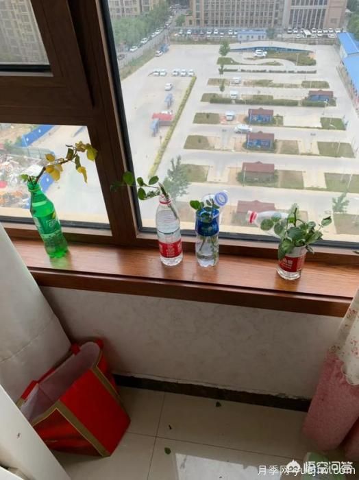 有哪些花友必備的月季花品種可以推薦下？(圖50)