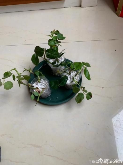 有哪些花友必備的月季花品種可以推薦下？(圖49)