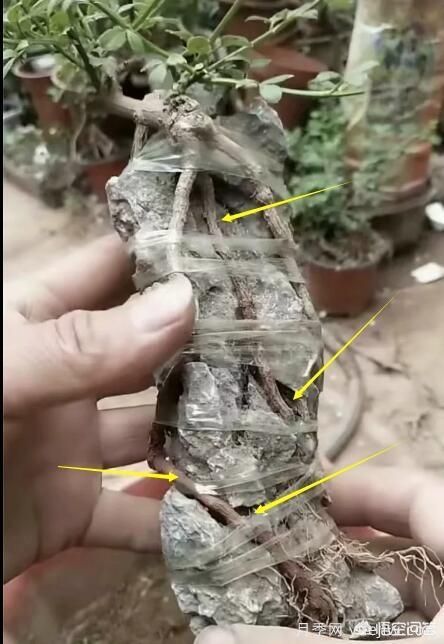 什么是山水盆景？山水盆景的形式有哪些？(圖7)