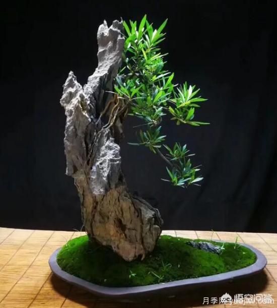 什么是山水盆景？山水盆景的形式有哪些？(圖9)