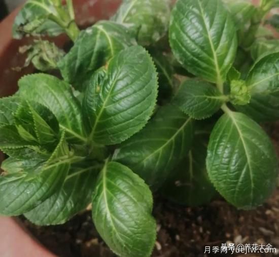 繡球花葉子小是怎么回事？(圖1)