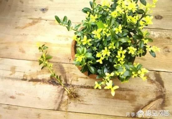 哪些樹(shù)種可以做街道綠化樹(shù)種？(圖20)