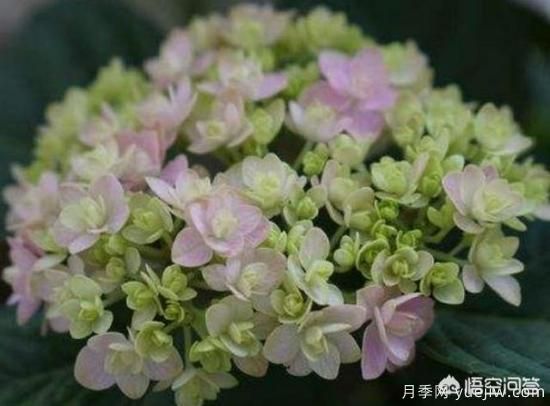 繡球花葉子小是怎么回事？(圖2)