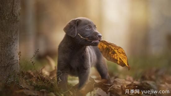 白玫瑰，粉玫瑰，紅玫瑰分別代表什么意思？(圖1)