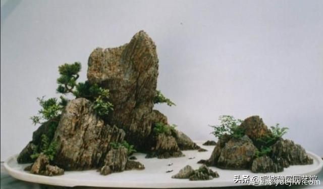什么是山水盆景？山水盆景的形式有哪些？(圖4)