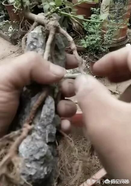 什么是山水盆景？山水盆景的形式有哪些？(圖6)