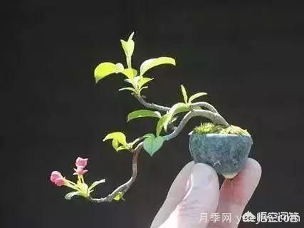 哪些樹(shù)種可以做街道綠化樹(shù)種？(圖6)