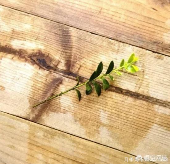哪些樹(shù)種可以做街道綠化樹(shù)種？(圖10)