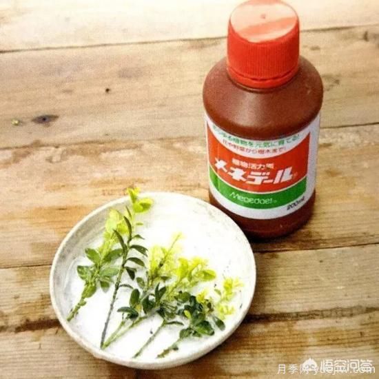 哪些樹(shù)種可以做街道綠化樹(shù)種？(圖11)