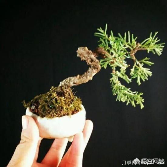 哪些樹(shù)種可以做街道綠化樹(shù)種？(圖7)