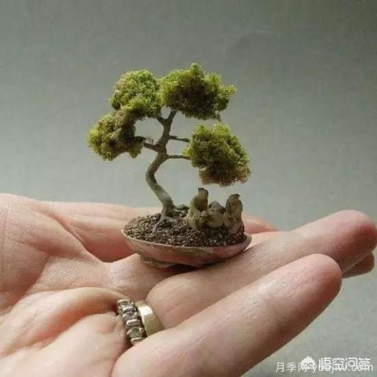 哪些樹(shù)種可以做街道綠化樹(shù)種？(圖5)