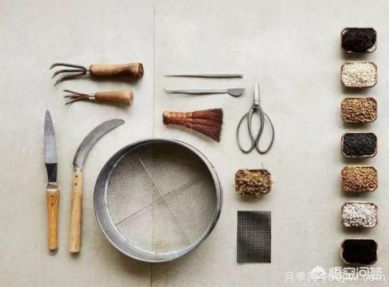 哪些樹(shù)種可以做街道綠化樹(shù)種？(圖8)