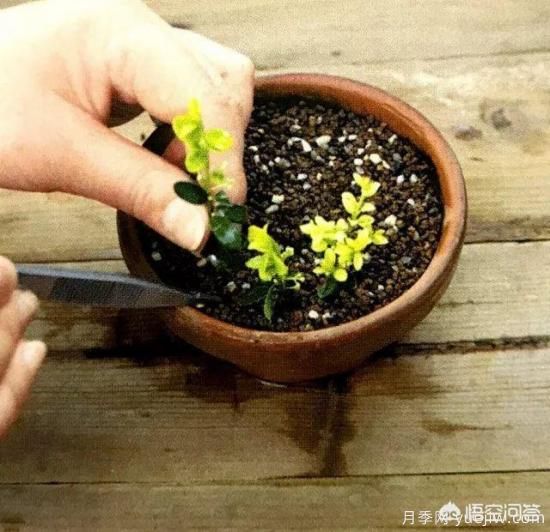 哪些樹(shù)種可以做街道綠化樹(shù)種？(圖17)