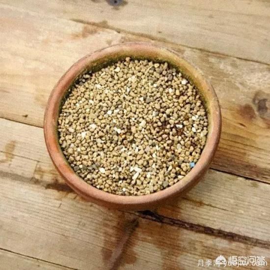 哪些樹(shù)種可以做街道綠化樹(shù)種？(圖12)