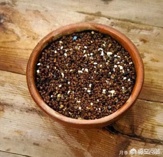 哪些樹(shù)種可以做街道綠化樹(shù)種？(圖14)
