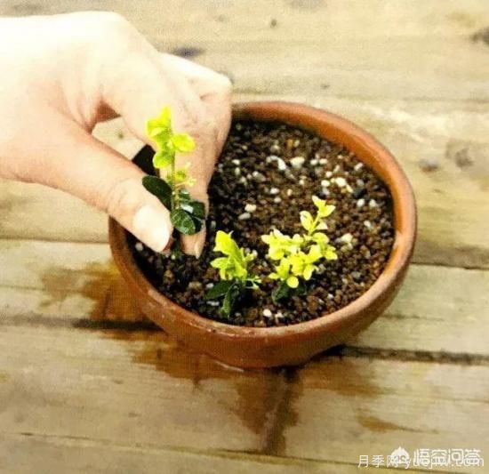 哪些樹(shù)種可以做街道綠化樹(shù)種？(圖16)