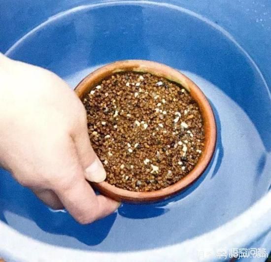 哪些樹(shù)種可以做街道綠化樹(shù)種？(圖13)