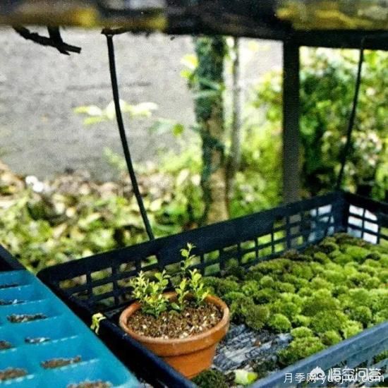 哪些樹(shù)種可以做街道綠化樹(shù)種？(圖19)