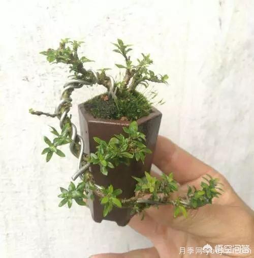 哪些樹(shù)種可以做街道綠化樹(shù)種？(圖21)