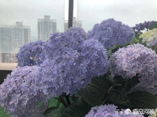 繡球花葉子小是怎么回事？(圖6)