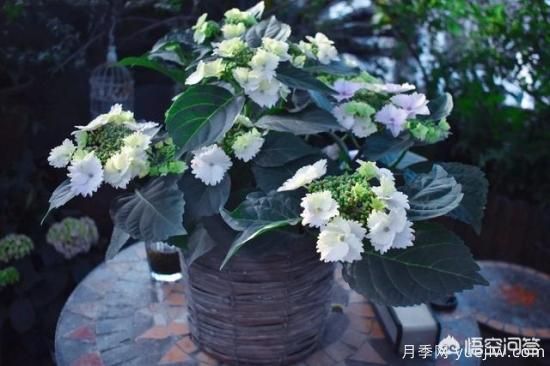 繡球花葉子小是怎么回事？(圖7)