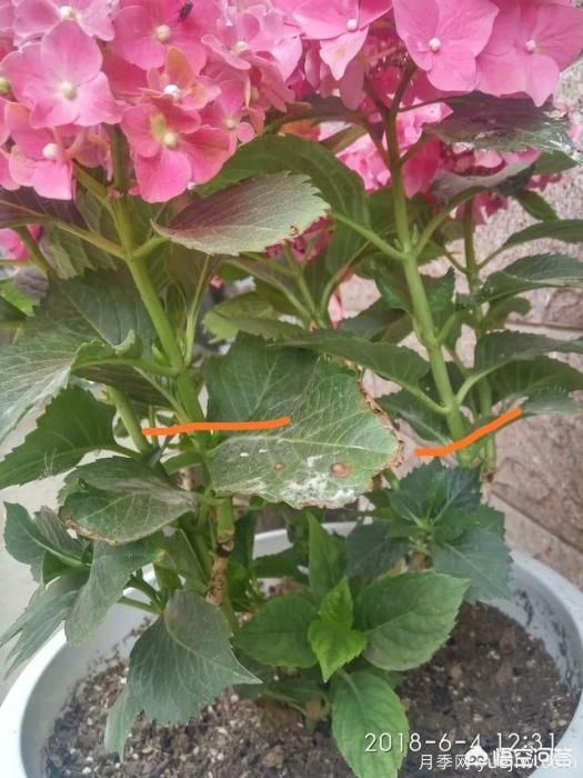 繡球花葉子小是怎么回事？(圖4)