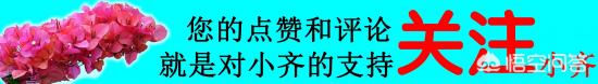 繡球花葉子小是怎么回事？(圖9)