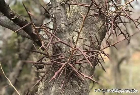 皂角樹在田間能做造型嗎？為什么？(圖3)