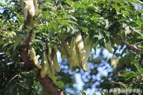 皂角樹在田間能做造型嗎？為什么？(圖2)