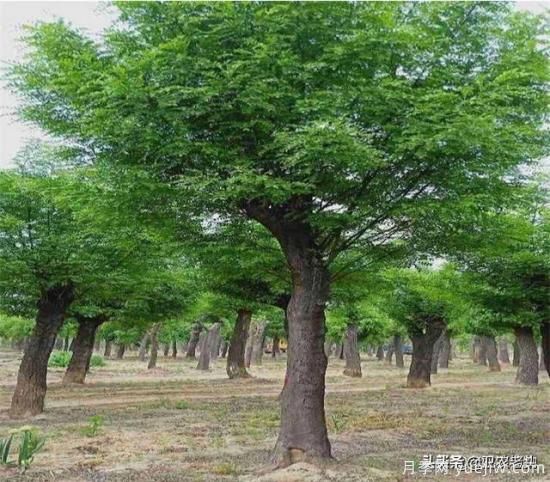 皂角樹在田間能做造型嗎？為什么？(圖1)