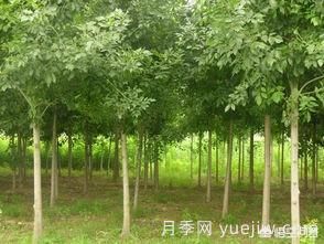 現(xiàn)在什么苗木種植前景好？(圖4)