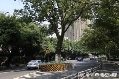 皂角樹一畝地種植多少株合適？(圖3)