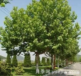 現(xiàn)在什么苗木種植前景好？(圖2)