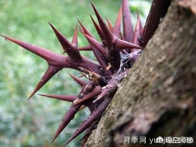皂角樹一畝地種植多少株合適？(圖2)