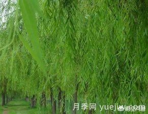 現(xiàn)在什么苗木種植前景好？(圖7)