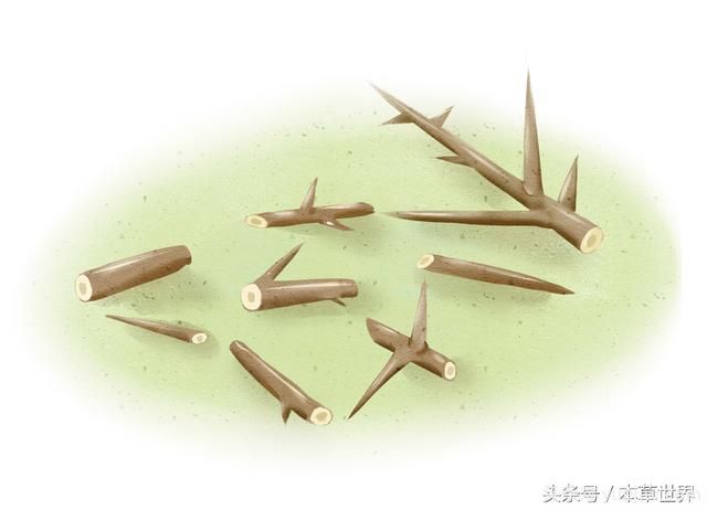 農(nóng)村皂角樹(shù)上的木刺有啥作用？(圖2)