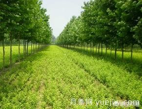 現(xiàn)在什么苗木種植前景好？(圖1)