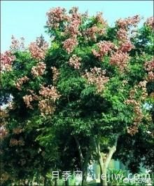 現(xiàn)在什么苗木種植前景好？(圖6)