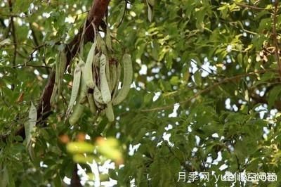 皂角樹一畝地種植多少株合適？(圖4)