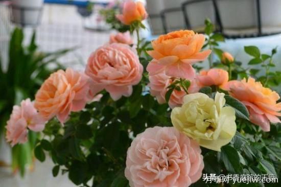 你***喜歡的月季是什么品種？為什么喜歡？(圖4)