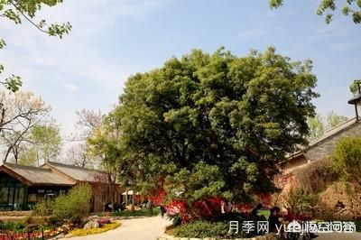 皂角樹一畝地種植多少株合適？(圖5)