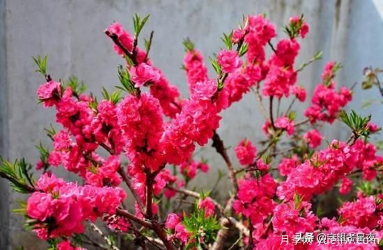 你***喜歡的月季是什么品種？為什么喜歡？(圖8)
