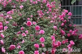 適合做拱門的大型藤本月季，有哪些品種可以推薦？(圖5)