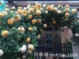 適合做拱門的大型藤本月季，有哪些品種可以推薦？(圖6)