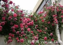 適合做拱門的大型藤本月季，有哪些品種可以推薦？(圖2)