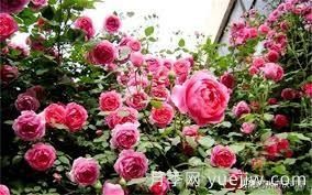 適合做拱門的大型藤本月季，有哪些品種可以推薦？(圖3)