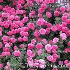 適合做拱門的大型藤本月季，有哪些品種可以推薦？(圖8)